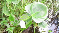 Белокрыльник болотный, или калла болотная (Calla palustris)