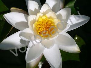 Нимфея, кувшинка, водяная лилия  белая "Gladstoniana"