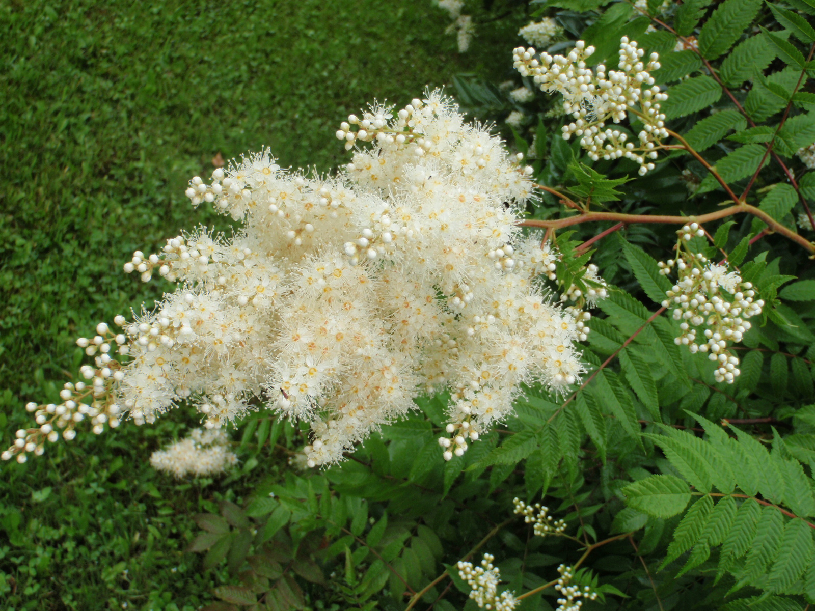Рябинник рябинолистный (Sorbaria sorbifolia)