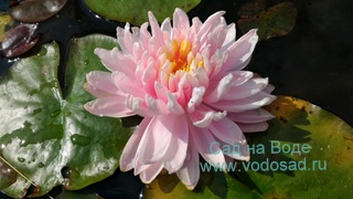 Нимфея, кувшинка розовая "Lily Pons"