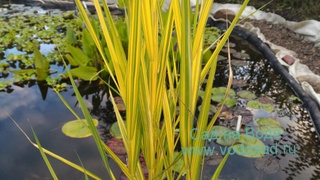 Тростник обыкновенный, Австралийский (Южный).
"Phragmites australis Variegatus"